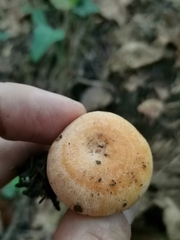 Lactarius salmonicolor