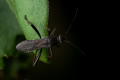 Alydus