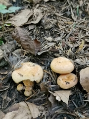 Lactarius salmonicolor