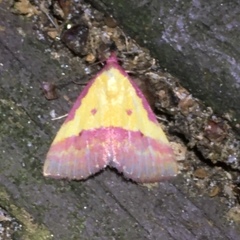 Phytometra rhodarialis