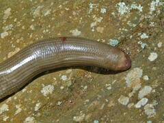 Typhlopidae