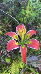 Lilium catesbaei