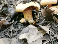 Lactarius salmonicolor