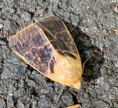 Ophiusa disjungens