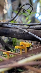 Hygrocybe