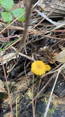 Hygrocybe