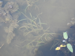 Potamogeton compressus