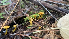 Hygrocybe