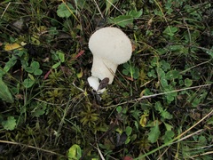 Lycoperdon excipuliforme