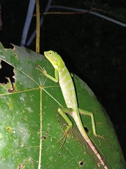 Bronchocela
