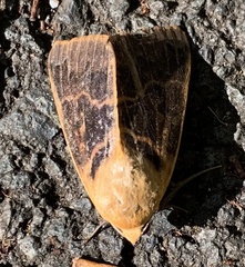 Ophiusa disjungens