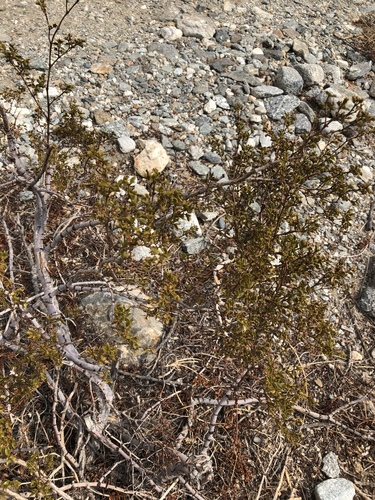 iNaturalist observation photo of Creosote Bush