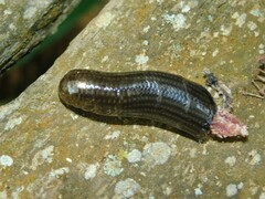 Typhlopidae