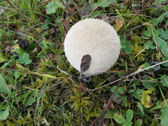 Lycoperdon excipuliforme