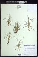 Carex rupestris