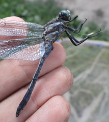 Orthetrum albistylum