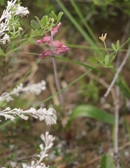 Lachenalia sessiliflora