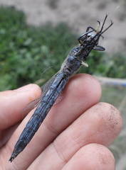 Orthetrum albistylum