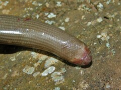 Typhlopidae