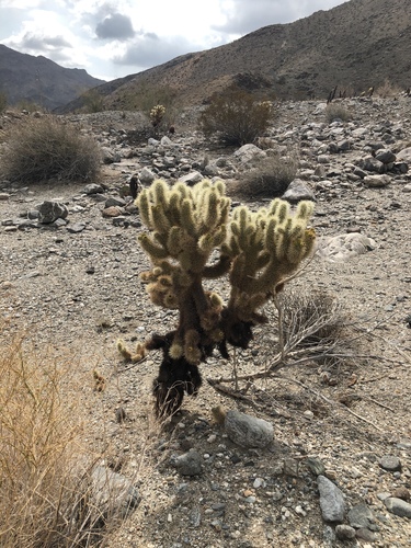iNaturalist observation photo of Teddybear Cholla