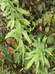 Euthamia leptocephala