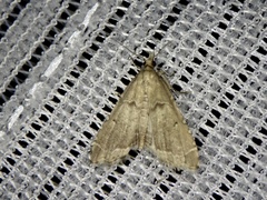 Diplopseustis perieresalis