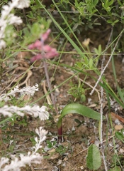 Lachenalia sessiliflora