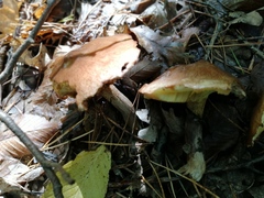 Suillus luteus