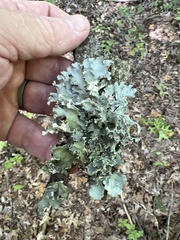 Parmotrema hypotropum