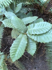 Castanea sativa
