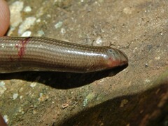 Typhlopidae