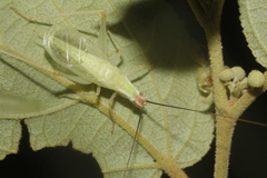 Oecanthus texensis
