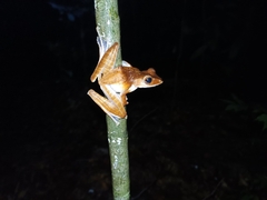 Polypedates colletti