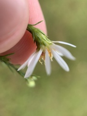 Symphyotrichum pilosum