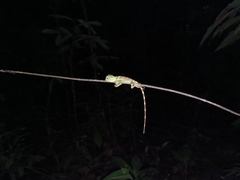 Gonocephalus liogaster