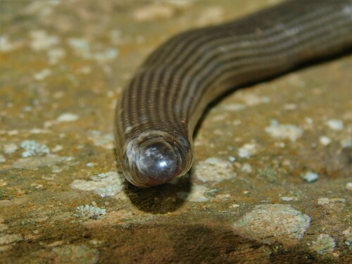 Common Lined Worm Snake, Afrotyphlops lineolatus