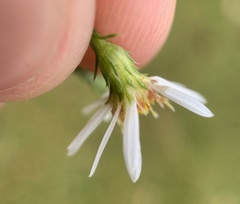 Symphyotrichum pilosum