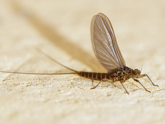 Baetis rhodani