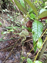 Tropidolaemus subannulatus