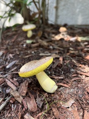 Aureoboletus auriporus