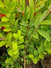 Citrus × aurantiifolia