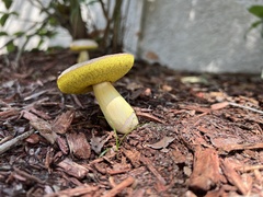 Aureoboletus auriporus
