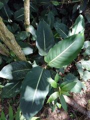 Dieffenbachia oerstedii
