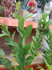 Citrus × aurantiifolia