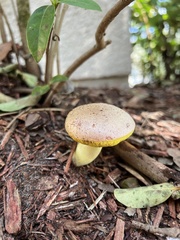 Aureoboletus auriporus