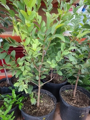 Citrus × aurantiifolia