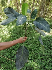 Dieffenbachia oerstedii