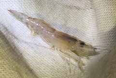 Macrobrachium lanchesteri