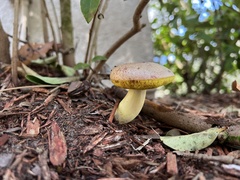 Aureoboletus auriporus