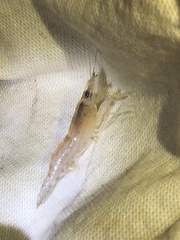 Macrobrachium lanchesteri